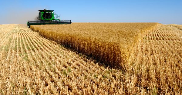 Algerie-Agriculture